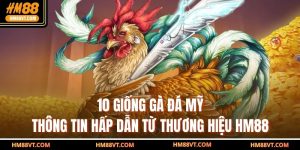 10 Giống Gà Đá Mỹ - Thông Tin Hấp Dẫn Từ Thương Hiệu HM88