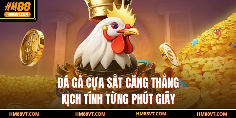 Đá gà cựa sắt căng thẳng, kịch tính từng phút giây