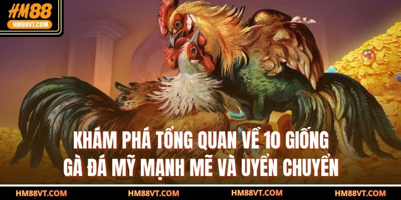 Khám phá tổng quan về 10 giống gà đá Mỹ mạnh mẽ và uyển chuyển